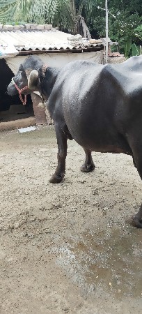 વેચવાની છે