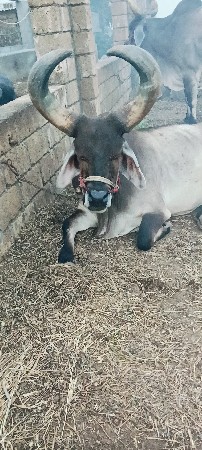 આ બળદ વેચવાના છે ફુલ જવાબ દેવા