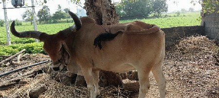 રામદે વરૂ
