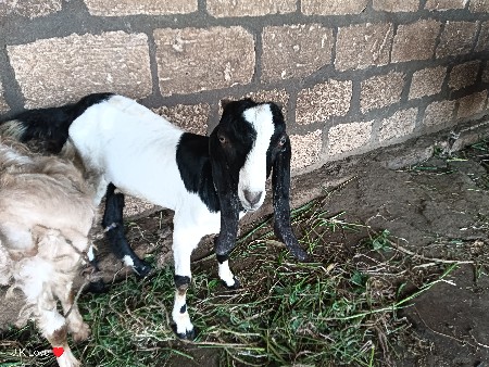 3  બકરા વેચવાના છે