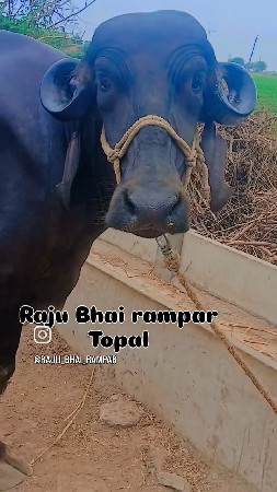 બે ખડેલી  વૈચવા ની છે