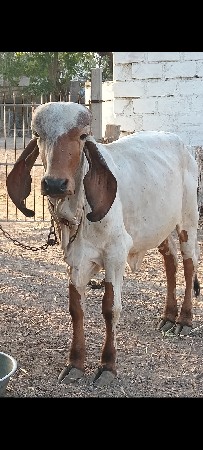 ગીર વાછડી