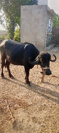 ખડેલી વહેંચવાની છે