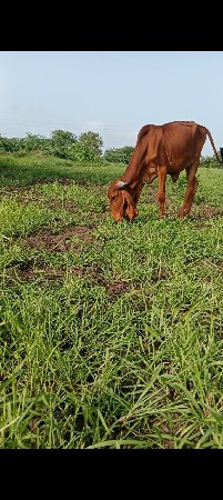હોળકી વેચવાની છે ઓરીજનલ ગીર
