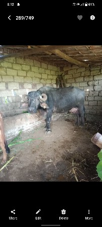 ભેંસ વેચવાની છે