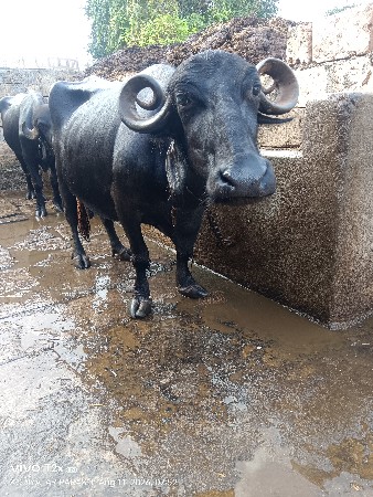 4 વેતર વ્હાજમ આવેલી ભૈશ