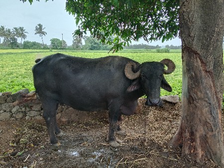 ભેંસ વેચવાની છે