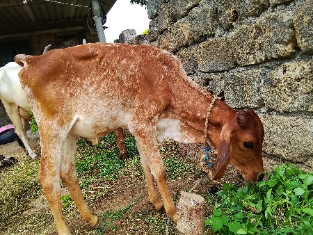 વાંસળી. આપી દેવાની છે