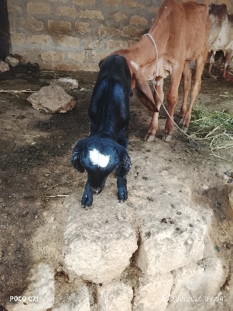 આ બકરો વેચવાનો છે જેને લેવો હોય એ