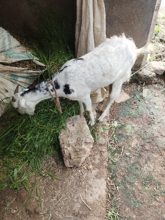 bakri vechava ni che