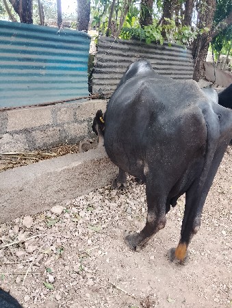 વેચવાની