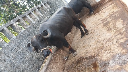 ૯ મહીનો ફુલ જવાબદારી