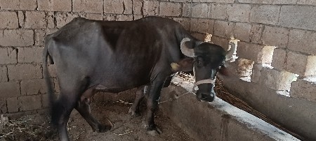 વેશવા વેસવાની સે 8849073973