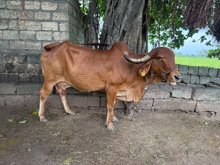 મીરા નામ ની ગાય ને આપવાની છે