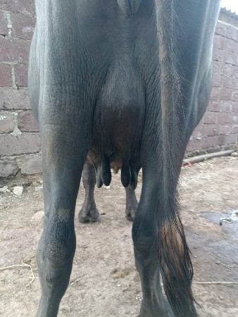 ભેંસ વેચવા ની છે