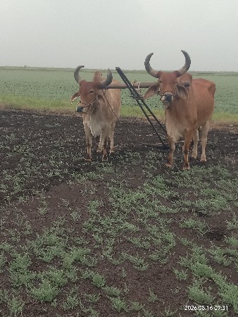 ઘોધલા વેસવાના છે