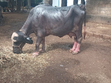 ભેંસ વેચવાની છે