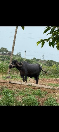વેચવાની છે