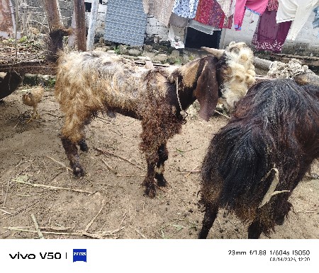 desi bakra