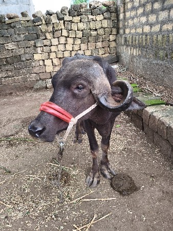 ભેંસ વેચવાની છે