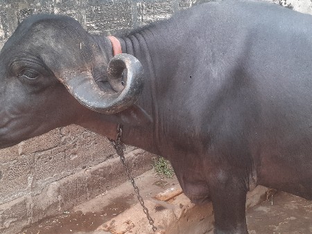 ભેસ વેચવાની છે