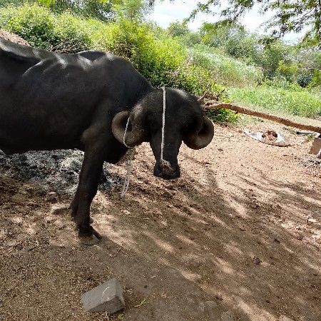 પાડો વેચવા નો છે