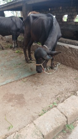 khadela vechava na che