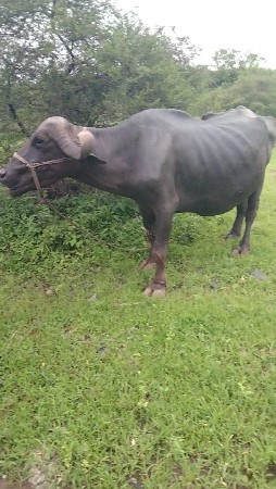 ભેંસ વેચવાની