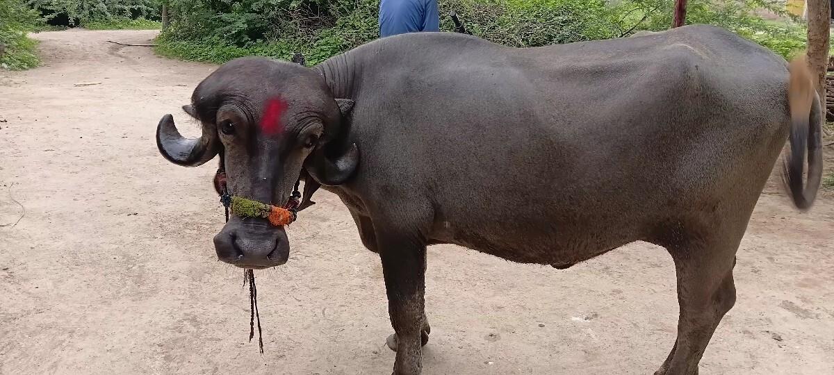 વેચવાની છે