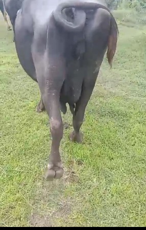 ભેંસ વેચવાની સે
