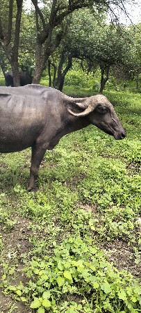 આ ખડેલું વેચવાનું છે