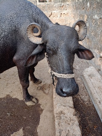 ભેસ વેચવાની છે બીજું વેતર