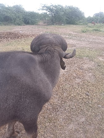 પાડો.   છે