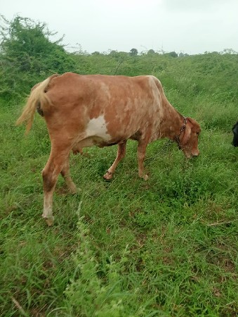 ક્રોસ ગાય વેચવાની છે