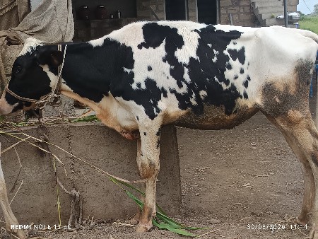 વાસળી વેચવાની છે