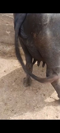 વેતર. 2
