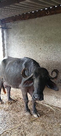 બીજું વેતર ખડેલી વેચવાની છે