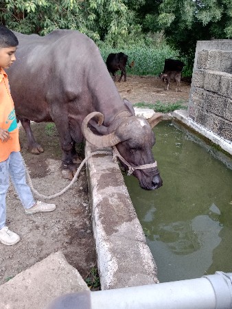 ભેંસ વેચવાની છે