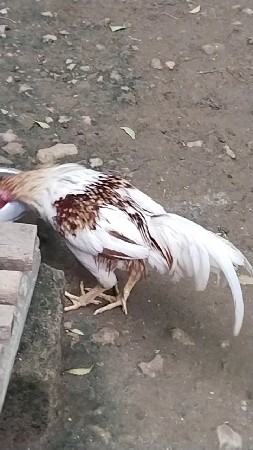 ઓરીજનલ દેશી મુરઘો