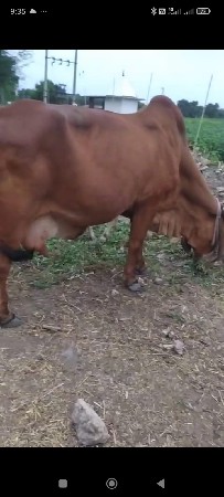ગાય વેચવાની છે