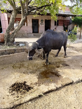 ભેંશ વેચવાની સે