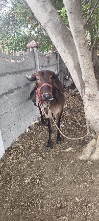 ગીર હોડકી