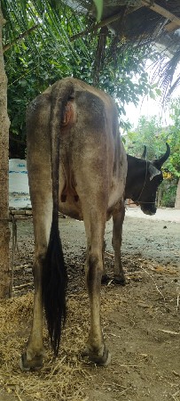 હોડકી વિશ્વની છે