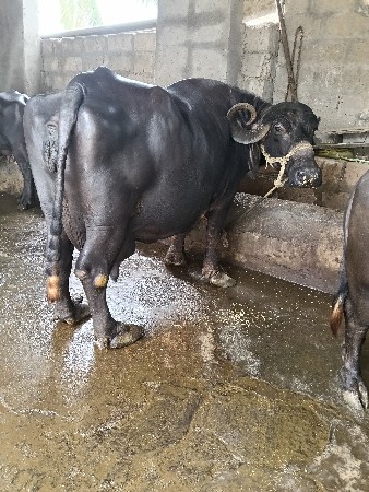 ભેહ