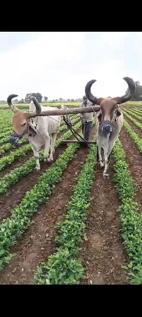વેસવાના