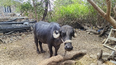 જાફરાબાદી ભેંસ વેચવાની છે