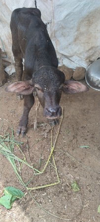 આ ભેંસ વેચવાની છે કીમત 70000