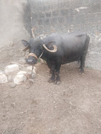 ભેશ વેચવાની છે વ્યાણેલી છે