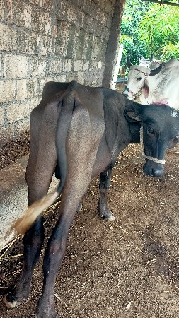 પાડો વેસવા નો છે