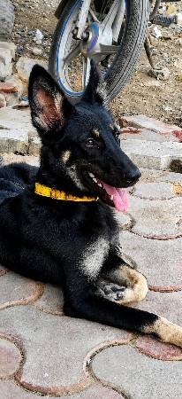 જર્મન સેફ્રેડ blak and tan colorr